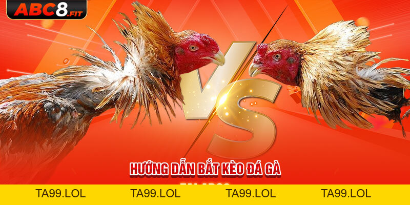 Đá Gà Cựa Dao - Thông Tin Quan Trọng Cần Nắm Rõ Khi Cá Cược