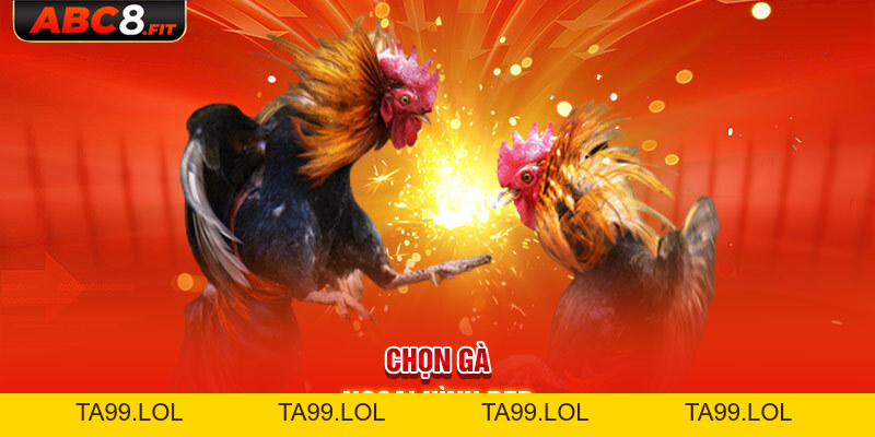 Đá Gà Thomo: Bộ Môn Chọi Gà #1 Giới Giải Trí Hiện Nay